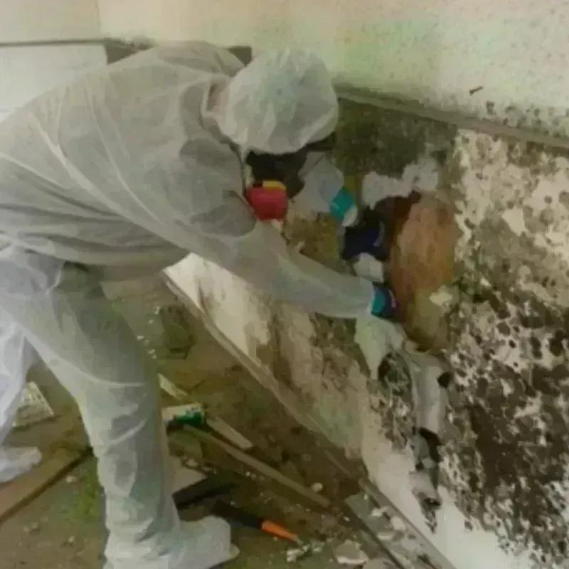 Mold Remediation and Removal in Sayville, NY